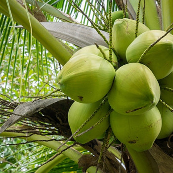 Coconut | NTF Intergroup (Thailand)