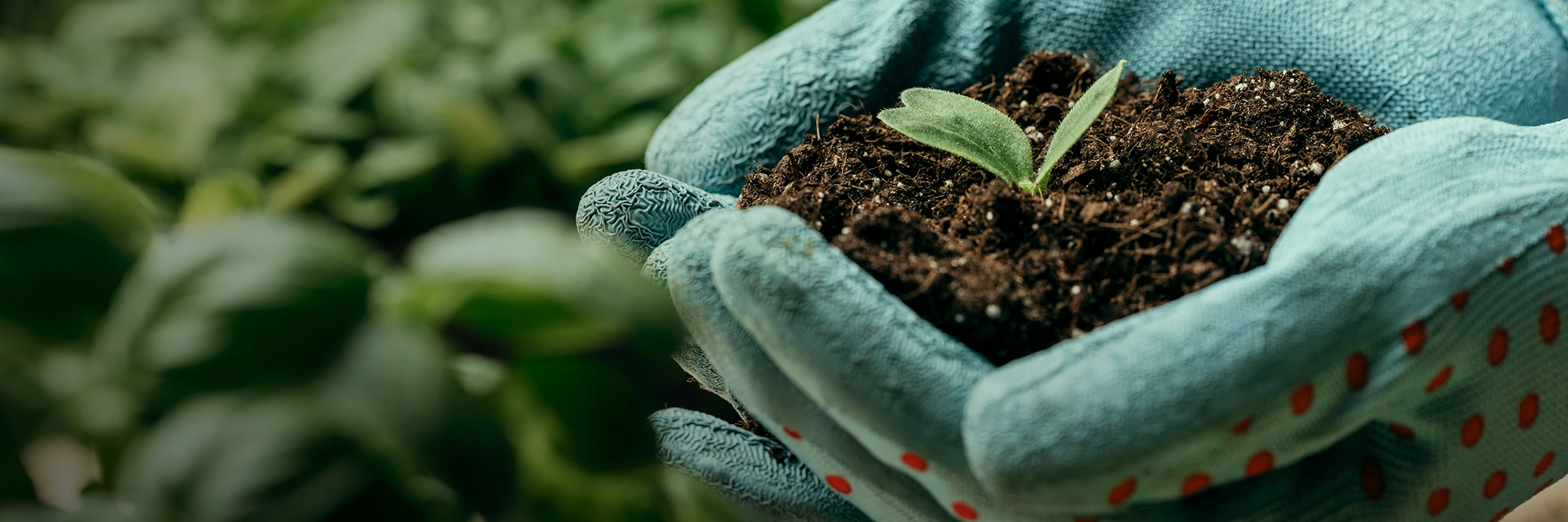 Sustainability Activities