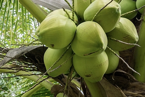 Coconut