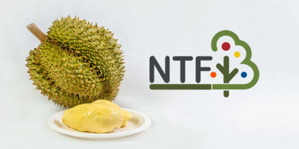 NTF เซ็นสัญญา “จีน” ขายทุเรียน 2.5 พันล้าน หนุนรายได้ปี 69 โตกระโดด